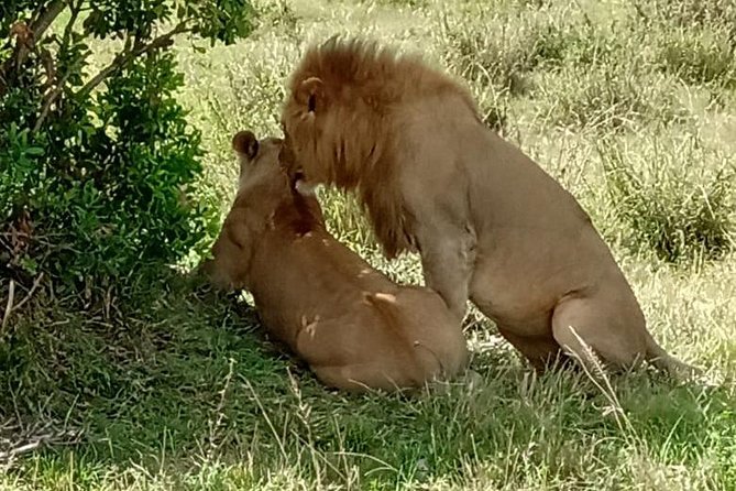 Full Day Tour to Amboseli National Park - Maasai Community Visit: Culture, Context, and Asking Better Questions