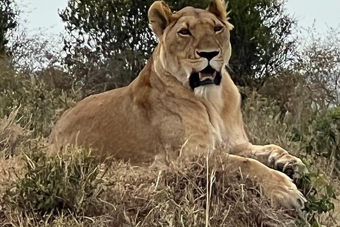 Full Day Tour to Amboseli National Park - Should You Book This Amboseli Day Tour?