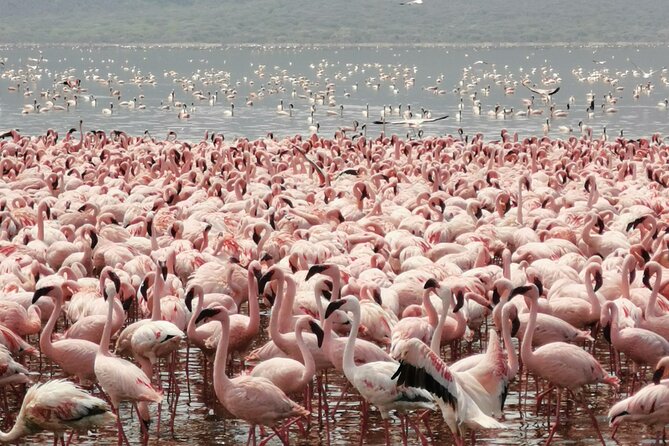Full Day tour to Lake Nakuru National Park From Nairobi - Arriving at Lake Nakuru around 9:00am for a 4-hour game drive