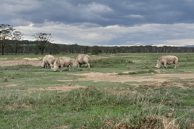 Full Day tour to Lake Nakuru National Park From Nairobi - Who this Lake Nakuru and Naivasha day trip is best for