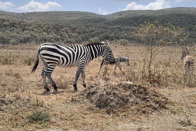 Full Day tour to Lake Nakuru National Park From Nairobi - Practical tips to see animals well without turning the day into stress