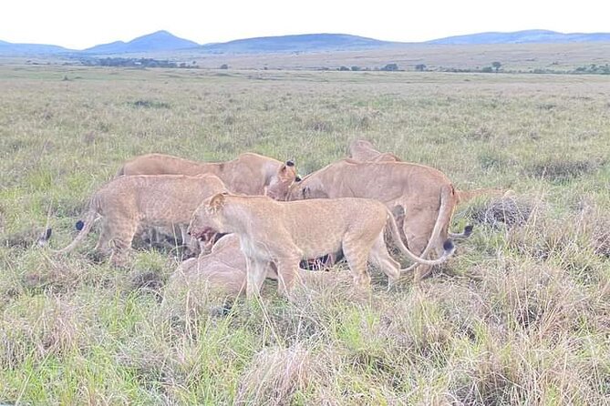 Full Day tour to Lake Nakuru National Park From Nairobi - What it’s really like to watch wildlife at Lake Nakuru