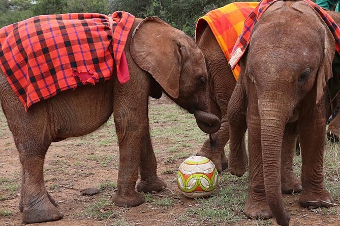 Giraffe Center and David Sheldrick Elephant Orphanage Day Tour from Nairobi - Price and Logistics: What $95 Turns Into in Real Life