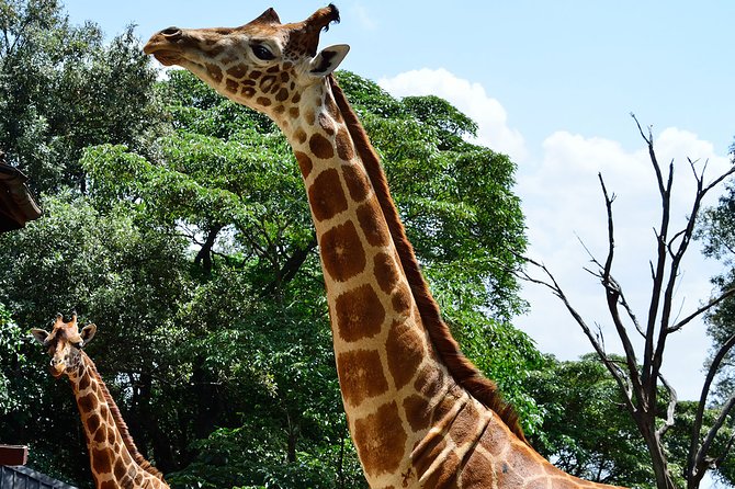 Giraffe Center and David Sheldrick Elephant Orphanage Day Tour from Nairobi - David Sheldrick Elephant Orphanage: the Milk-Feeding Hour