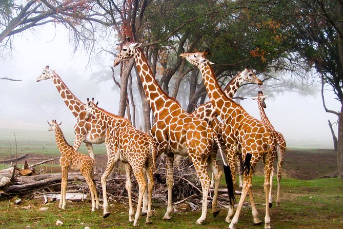 Giraffe Center and David Sheldrick Elephant Orphanage Day Tour from Nairobi - Kazuri Beads Factory: Pottery and Bead Making You Can Understand