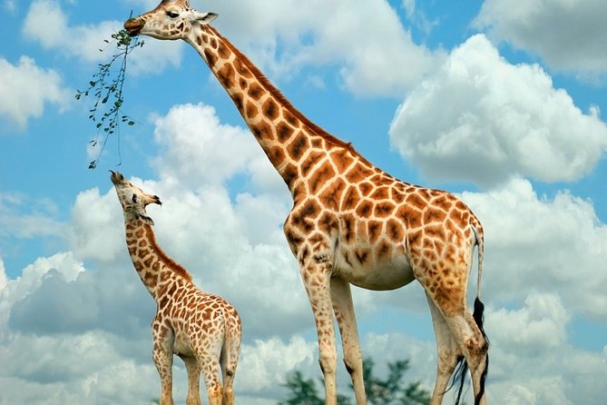 Giraffe Center and David Sheldrick Elephant Orphanage Day Tour from Nairobi - Who This Day Tour Fits Best (and Who Might Want a Different Plan)