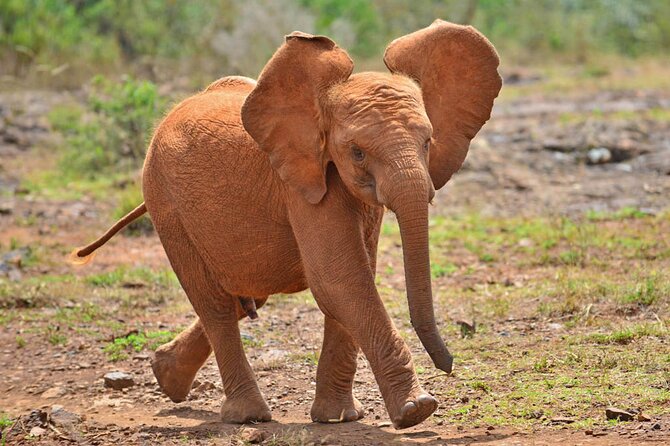 Giraffe Center and David Sheldrick Elephant Orphanage Day Tour from Nairobi - Should You Book This Nairobi Giraffe and Elephant Day Tour?