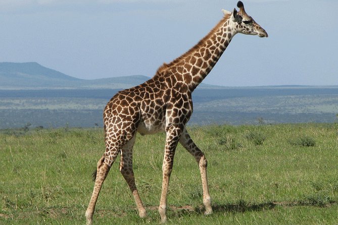 Giraffe Center and David Sheldrick Elephant Orphanage Day Tour from Nairobi - Small Group Pickup from Nairobi and How the 8:00 Start Feels