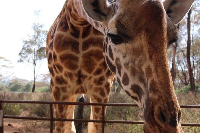 Giraffe Center and David Sheldrick Elephant Orphanage Tour - Stop 1: Giraffe Centre, Daisy’s Legacy, and the Gogo River Trail