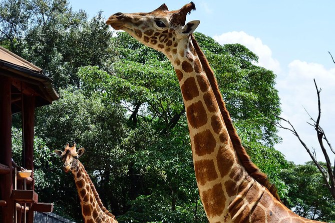 Giraffe Center and David Sheldrick Elephant Orphanage Tour - Stop 2: David Sheldrick Wildlife Trust, Milk Bottles, and Real Rescue Stories