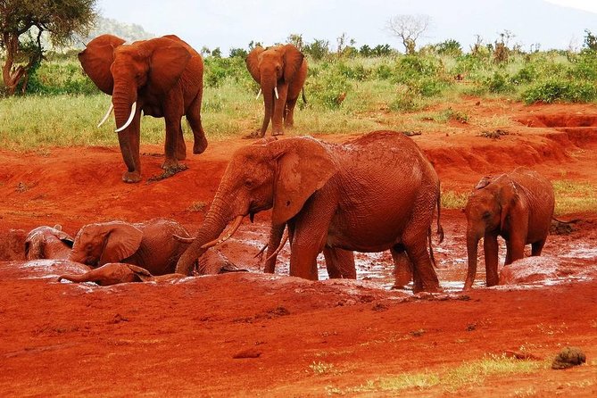 Giraffe Center and David Sheldrick Elephant Orphanage Tour - Price and Value: What $95 Really Means, Plus the $45 National Park Fee