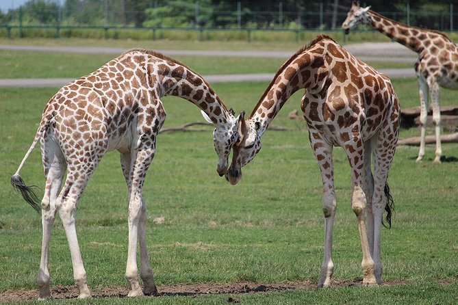 Giraffe Center and David Sheldrick Elephant Orphanage Tour - What’s Included, What’s Not, and How to Pack Like You Mean It