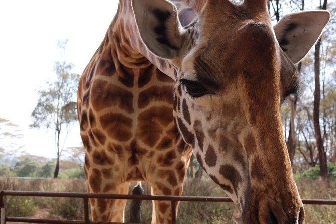 Giraffe Center and David Sheldrick Elephant Orphanage Tour - How the Morning Pickup and 8:00am Start Affects Your Day