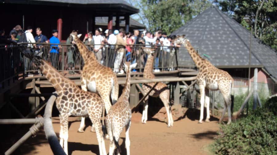 Giraffe Center and Karen Blixen Museum Tour from Nairobi - Key highlights you should know
