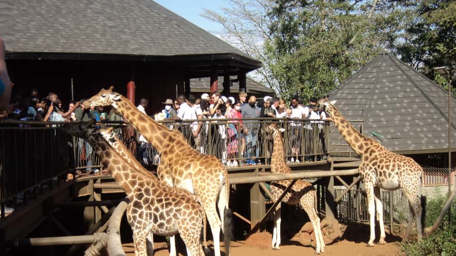 Giraffe Center and Karen Blixen Museum Tour from Nairobi - Getting Picked Up and Settling Into the Nairobi Van Ride