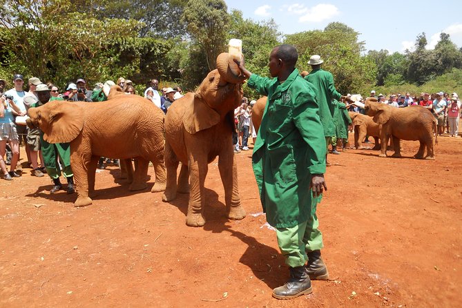 Giraffe center, Elephant Orphanage and Beads Center - Stop 1: Giraffe Centre Feeding Time and Conservation Lessons