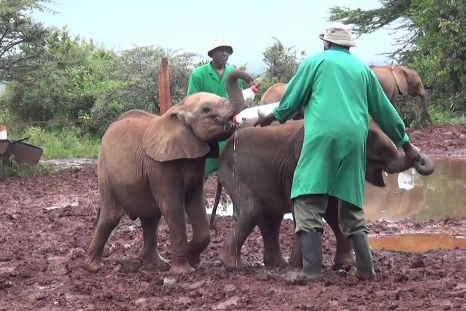 Giraffe center, Elephant Orphanage and Beads Center - Transport and Guides: Why It Feels Less Stressful