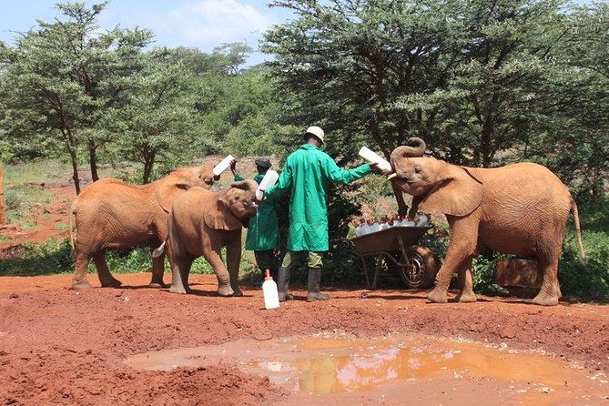 Giraffe center, Elephant Orphanage and Beads Center - Price and Value: What $115 Really Buys