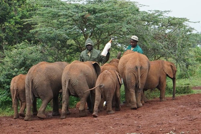 Giraffe center, Elephant Orphanage and Beads Center - Timing and What to Expect From Each Window