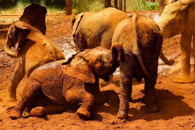 Giraffe center, Elephant Orphanage and Beads Center - Crowd Management: Small Group, Early Timing