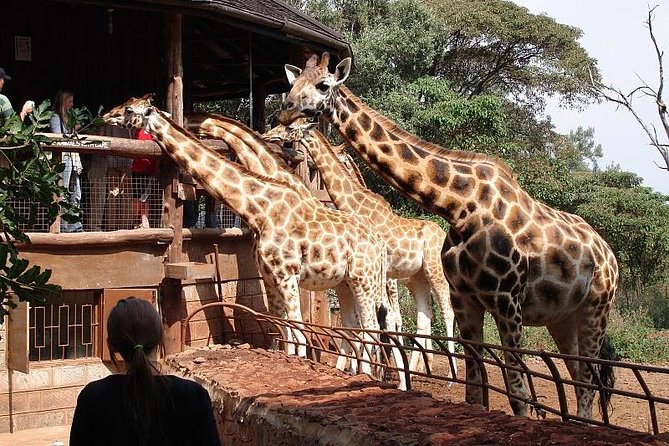 Giraffe center, Elephant Orphanage and Beads Center - Stop 2: Sheldrick Wildlife Trust and the Elephant Orphanage Window