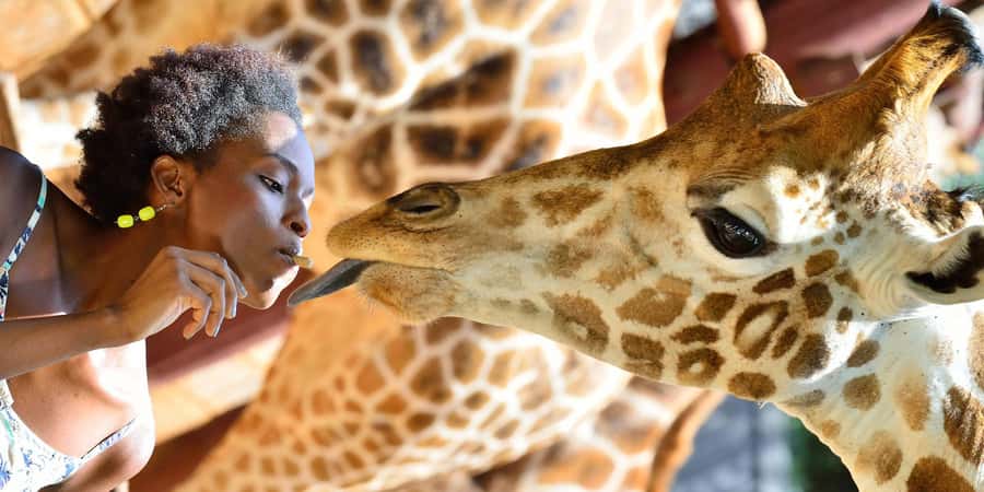 Giraffe Center, Elephant Orphanage and Bomas of Kenya Tour - A Nairobi Day Trip That Hits Three Worlds