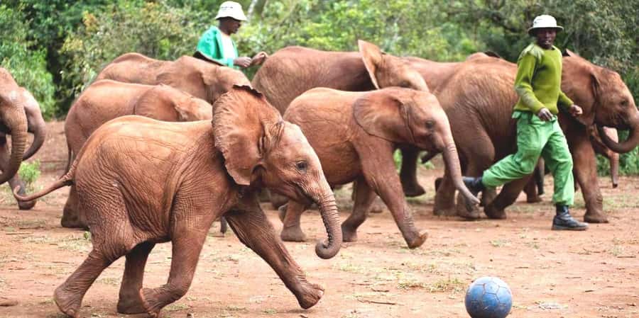 Giraffe Center, Elephant Orphanage and Bomas of Kenya Tour - The Road Time: How the Van Ride Shapes Your Day