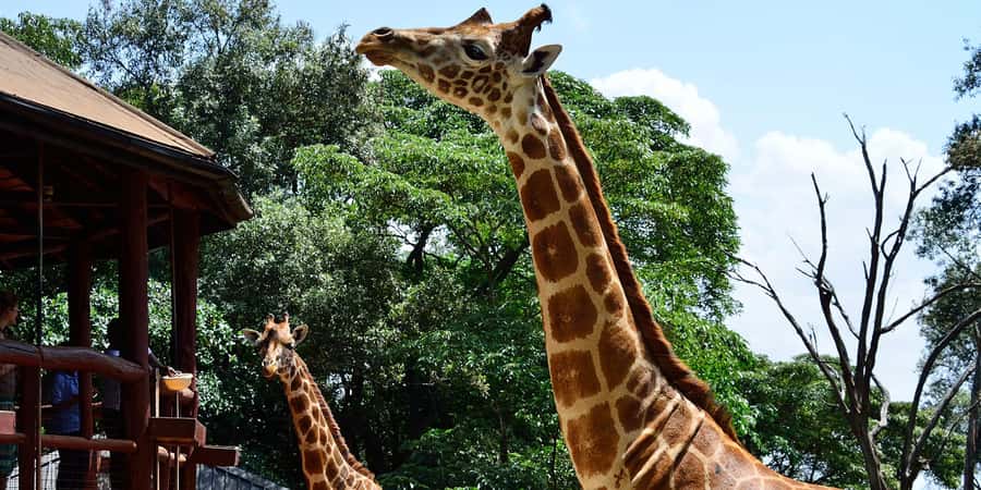 Giraffe Center, Elephant Orphanage and Bomas of Kenya Tour - Price and Value for a 9 Hour Nairobi Circuit