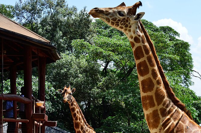Giraffe Center, Elephant Orphanage and Nairobi National Park Day Tour Nairobi - Kazuri Beads Factory: Clay Craft That Adds Meaning to the Day