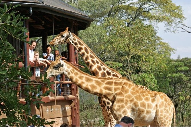 Giraffe Center, Elephant Orphanage and Nairobi National Park Day Tour Nairobi - Who This Tour Suits Best