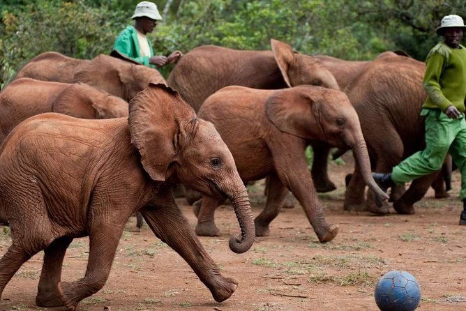 Giraffe Center, Elephant Orphanage and Nairobi National Park Day Tour Nairobi - Sheldrick Wildlife Trust: Rescued Elephants With Stories You Can Feel