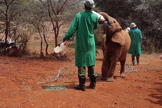 Giraffe Center, Elephant Orphanage, Beads Center & Bomas of Kenya Tour Nairobi - Giraffe Centre: Feeding Rothschild Giraffes From the Platform