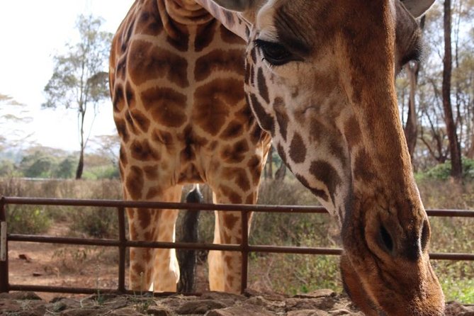 Giraffe Center, Elephant Orphanage, Beads Center & Bomas of Kenya Tour Nairobi - Bomas of Kenya: Tribal Dances, Fashion, and Theatre From 2:30 to 4:00