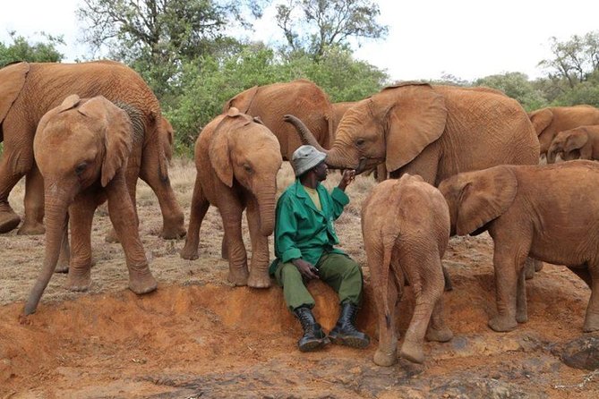 Giraffe Center, Elephant Orphanage, Beads Center & Bomas of Kenya Tour Nairobi - Price and Value: Is $135 Worth It?