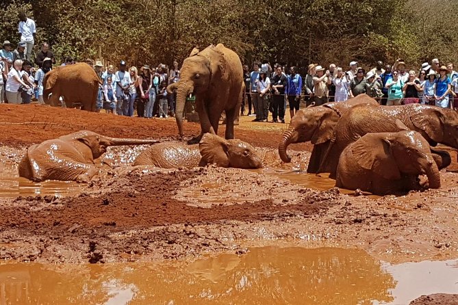 Giraffe Center, Elephant Orphanage, Beads Center & Bomas of Kenya Tour Nairobi - David Sheldrick Wildlife Trust: The Elephant Stories That Stick
