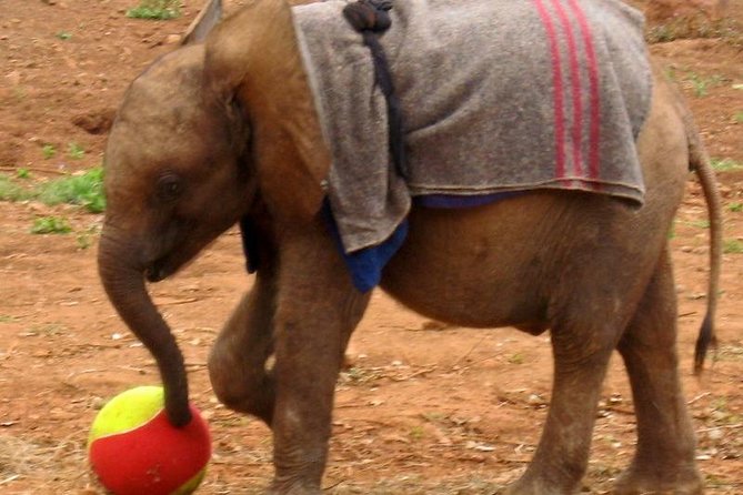 Giraffe Center & Elephant Orphanage Guided Day Tour - Daisy Rothschild, Giraffe Manor, and the conservation lesson you actually remember