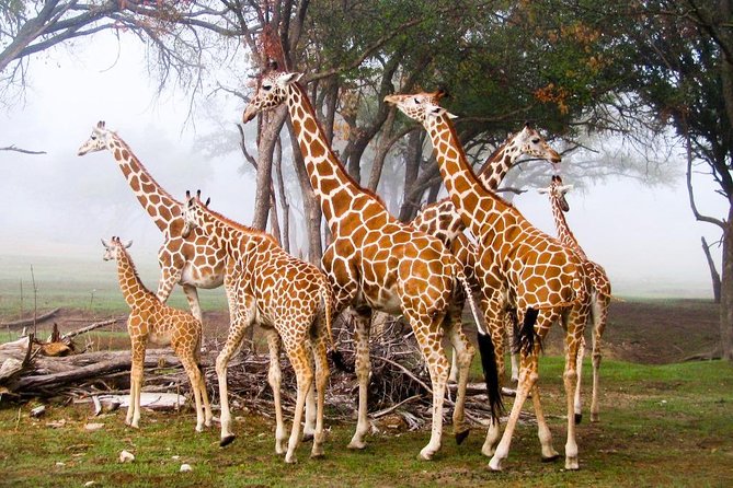Giraffe Center & Elephant Orphanage Guided Day Tour - When the 2 to 3 year olds join in