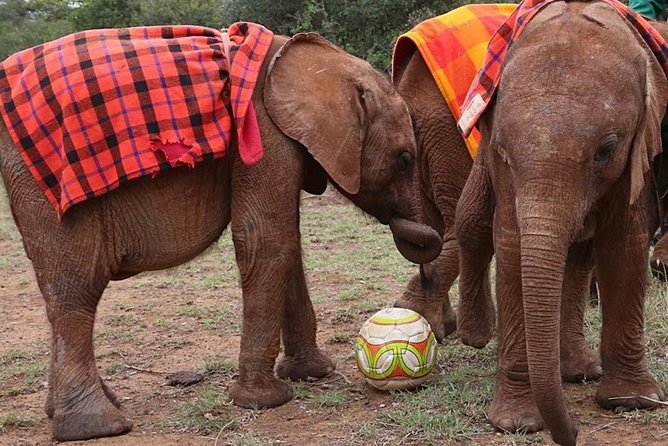 Giraffe Center & Elephant Orphanage Guided Day Tour - The guide makes a difference, especially at the orphanage