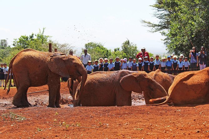 Giraffe Center & Elephant Orphanage Guided Day Tour From Nairobi - How this 6-hour Nairobi tour gets you two top conservation stops