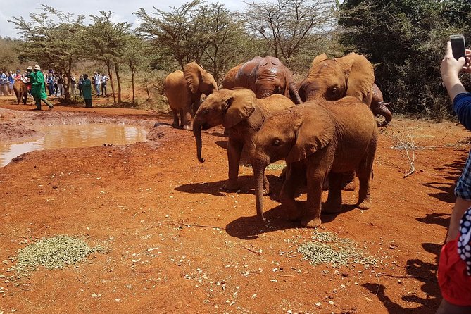 Giraffe Center & Elephant Orphanage Guided Day Tour From Nairobi - Stop 2, Sheldrick Wildlife Trust: baby elephants, milk bottles, and rehab education