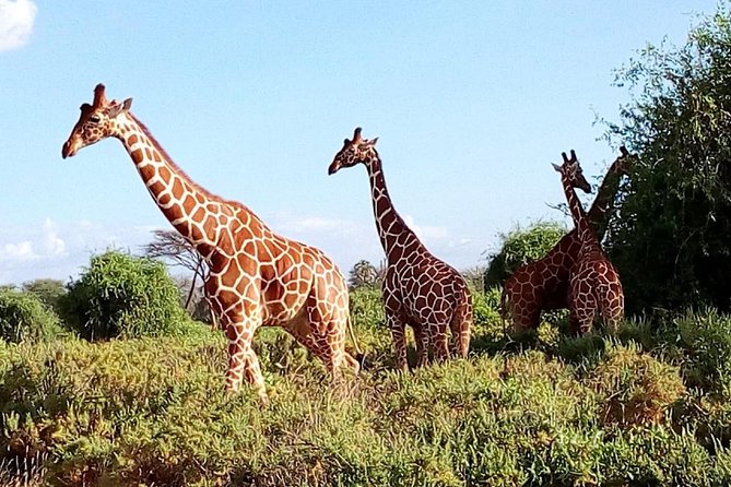 Giraffe center, stedmark animals haven & Nairobi Park Tour - Nairobi National Park game drives: where rhinos and hippos fit into a full wildlife day