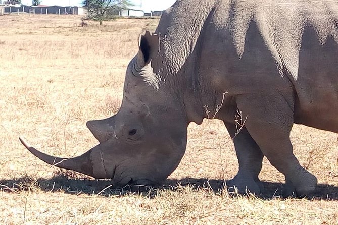 Giraffe center, stedmark animals haven & Nairobi Park Tour - Timing, transport, and why this day can run long