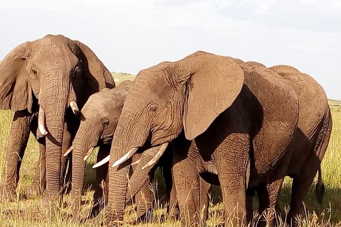 Giraffe center, stedmark animals haven & Nairobi Park Tour - Final call: should you book this Nairobi combo tour?
