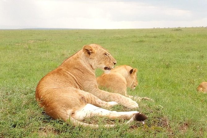 Giraffe center, stedmark animals haven & Nairobi Park Tour - Stedmak Gardens: birdwatching first, animal chances second