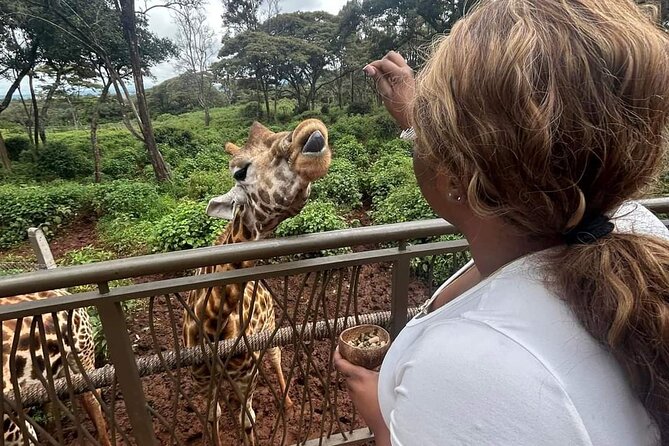 Giraffe Centre and Bomas of Kenya from Nairobi - Key highlights to expect