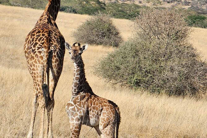 Giraffe Centre and Bomas of Kenya from Nairobi - Price and Value: What $50 Covers (and What It Doesn’t)