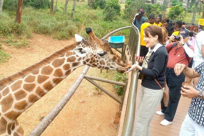 Giraffe Centre and Bomas of Kenya from Nairobi - Who This Tour Fits Best