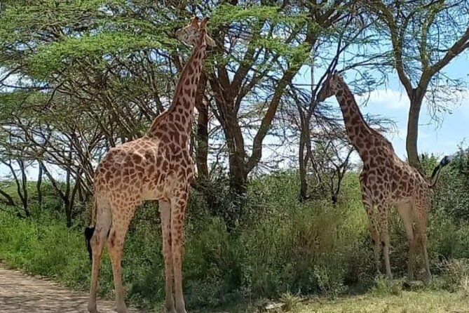 Giraffe Centre and Bomas of Kenya from Nairobi - Bomas of Kenya: Seeing Many Cultures in One Place