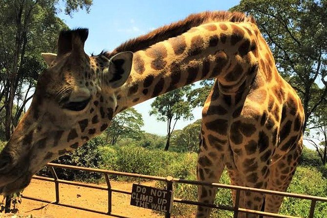 Giraffe Centre and Bomas of Kenya Full-Day Tour from Nairobi - Stop 1: Giraffe Centre and the Rothschild Giraffes Up Close