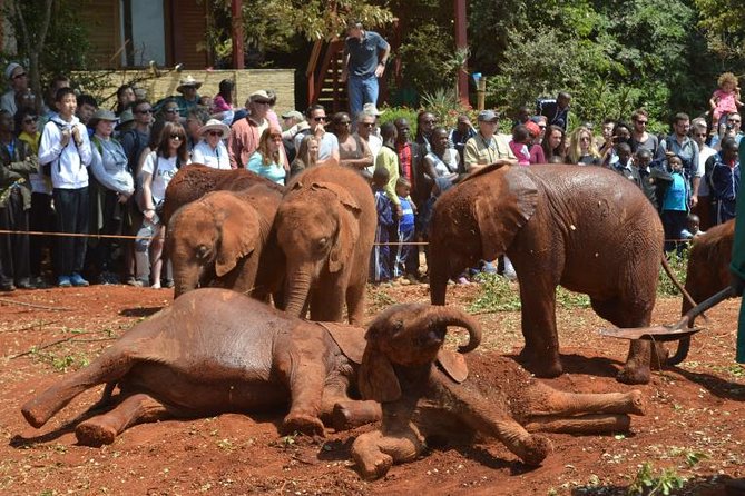 Giraffe Centre, Elephant Orphanage, and Bomas of Kenya Day Tour from Nairobi - Key Things That Make This Day Tour Worth Your Time